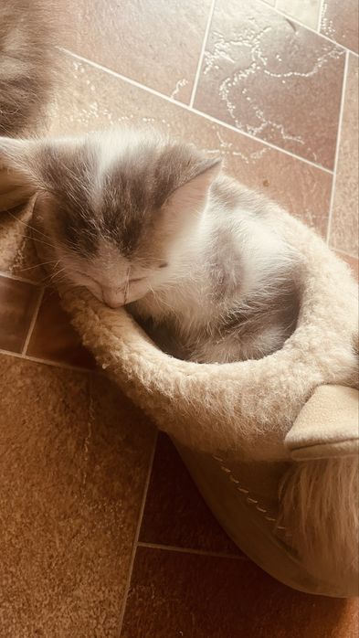 Котята бесплатно