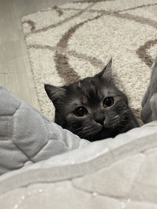 Котик в добрые руки