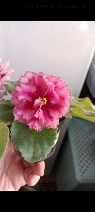 Продам цветущие фиалки,деток,листики