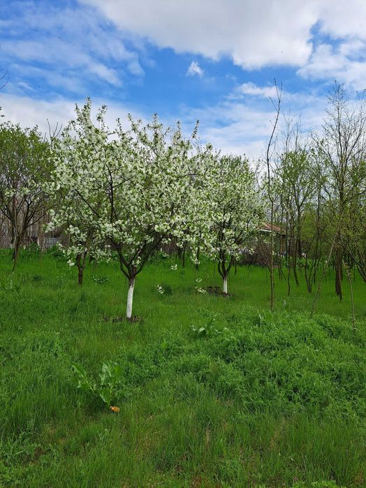 De vanzare 2 case comuna Dobrotesti, sat Merisani, Teleorman