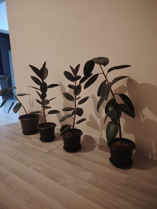 Продам фикусы для дома