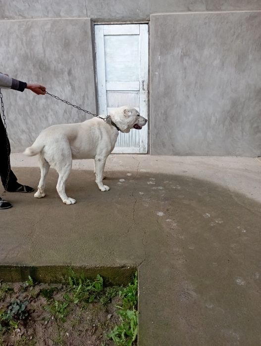 Алабай тоза зоти тоза