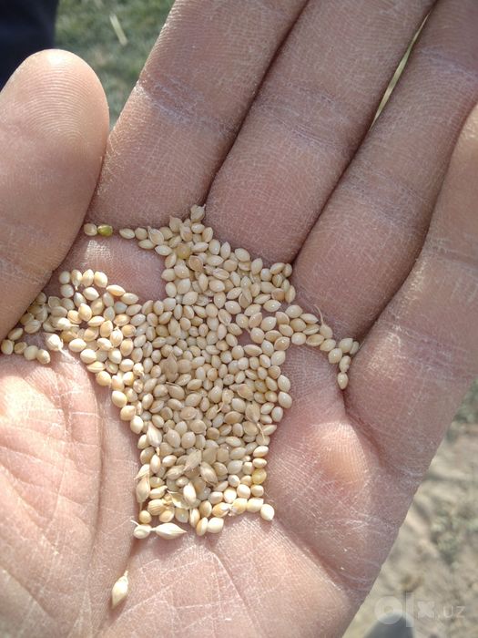 Tariq, taritarixx, Тариқ,просо, millet сотилади