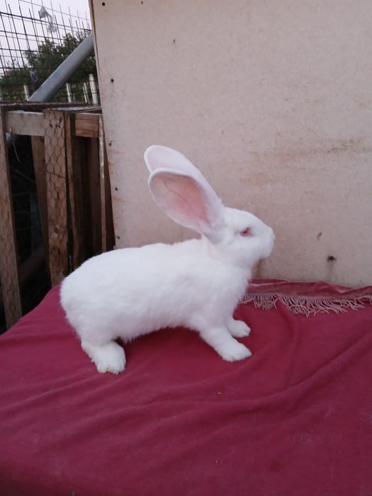 Iepuri uriaș german