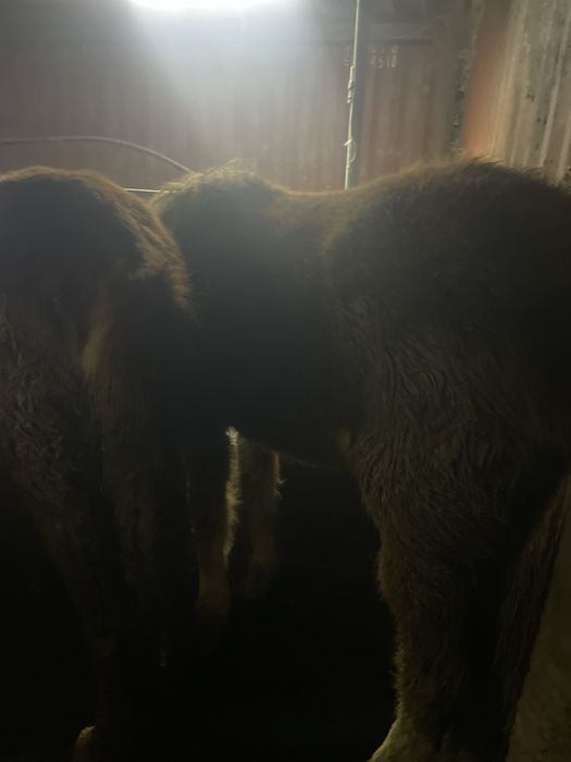 Продам жеребчиков (тай, кунан)