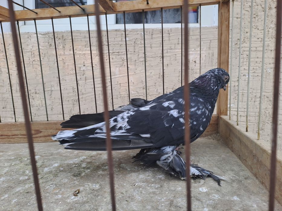 Голуби челкари,жуки ,сочи