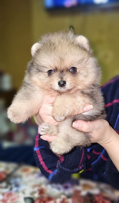 Померанский шпиц.