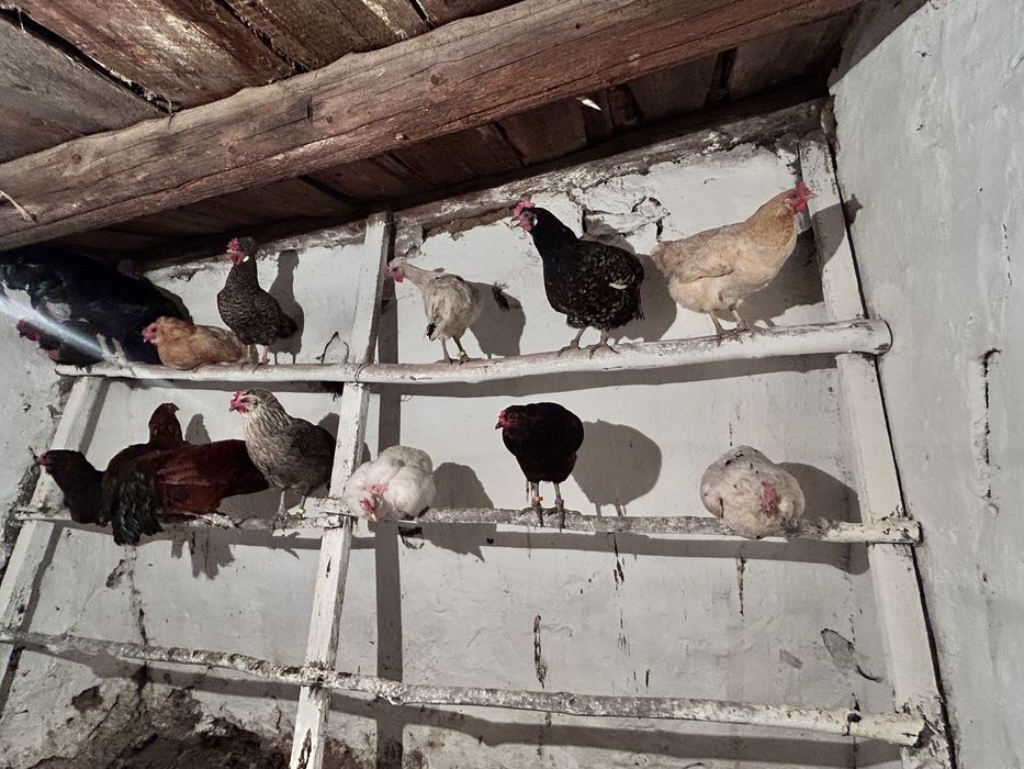 Продам кур годовалые