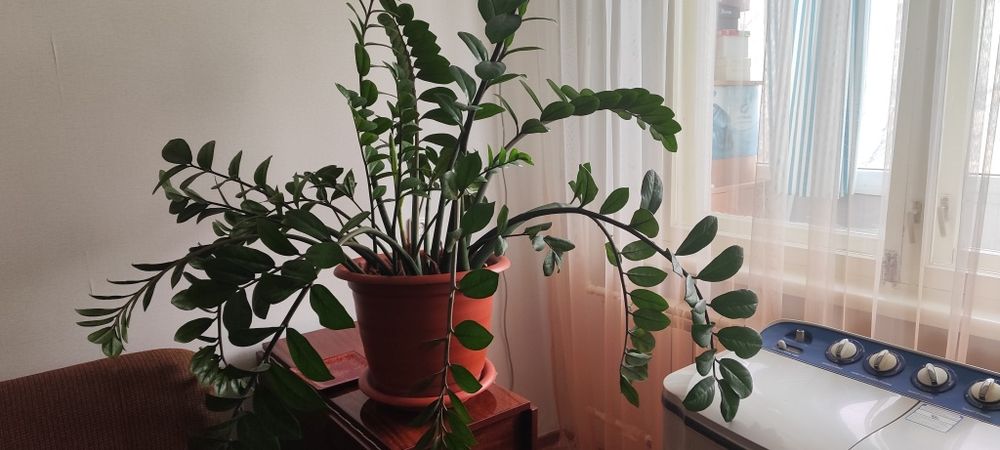 Продам комнатные цветы