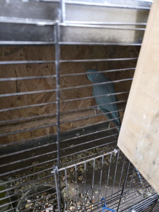 De Vânzare  Papagali