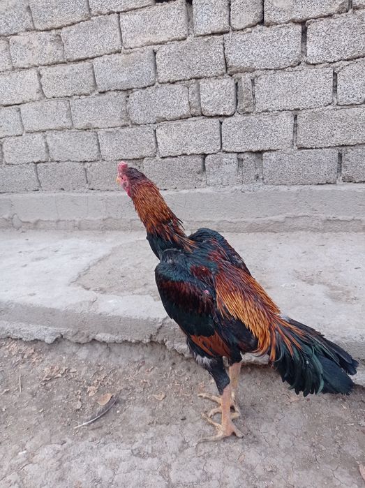 Dakan aprelski tulak