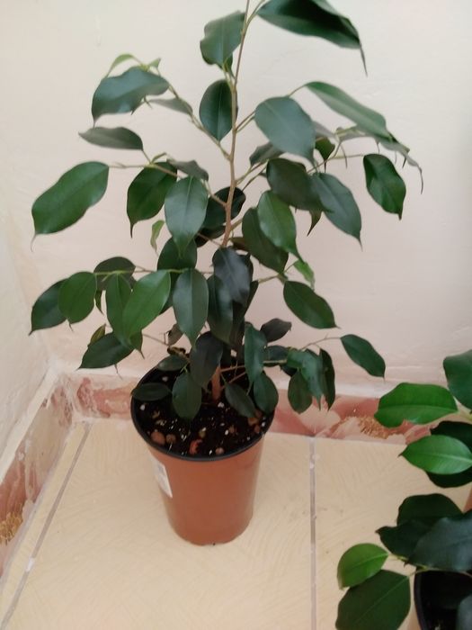 Продам комнатные цветы!