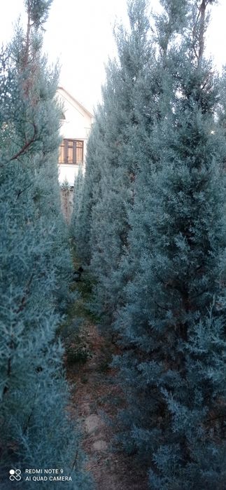 Arizonka kiparis sotiladi