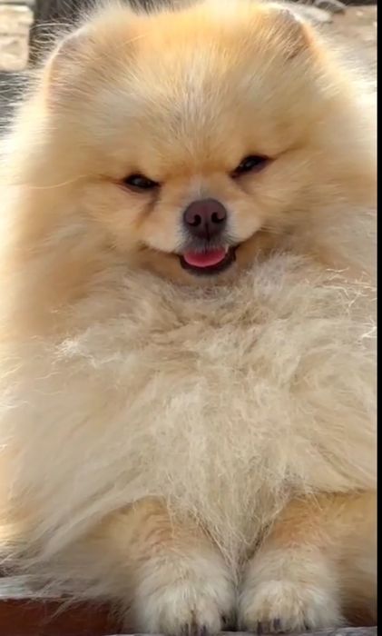 Помераский шпиц красавчик