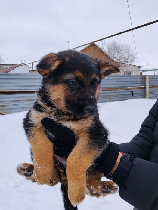 Щенок немецкой овчарки