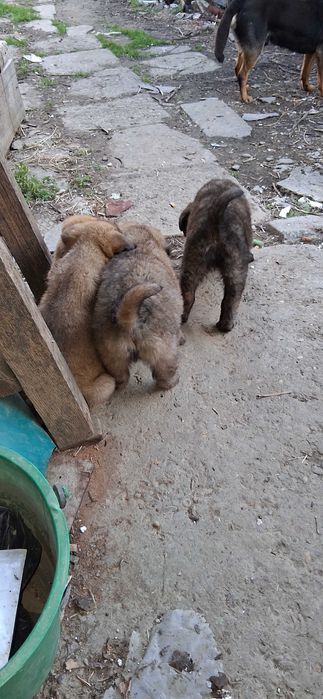 Donez pui ciobanesc german