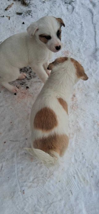 Donez catelusi 2 luni