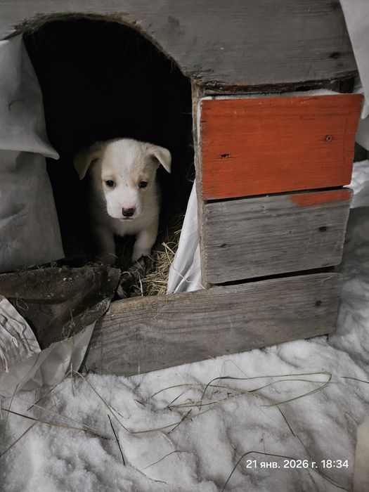 Отдам бесплатно щенков мальчиков
