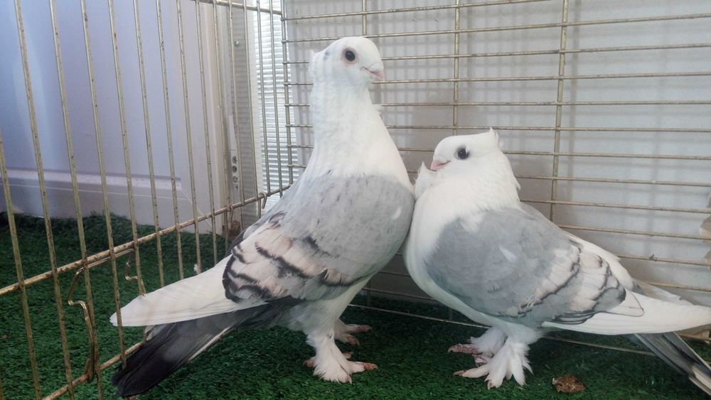 Porumbei de frumusete..curcani.rotari.satineti. .satineti.