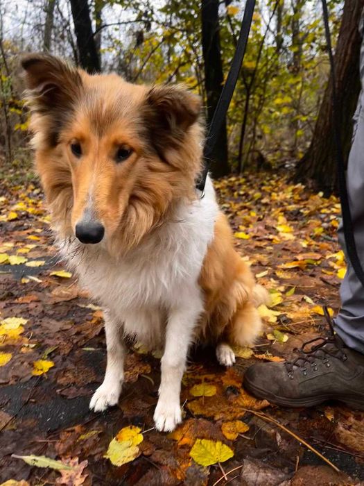 Dresaj canin si disciplina de baza