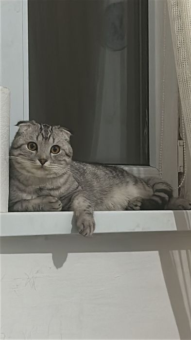 шотландская вислоухая кошка (скоттиш-фолд)