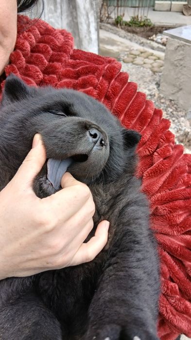 Продам щенка порода чау чау