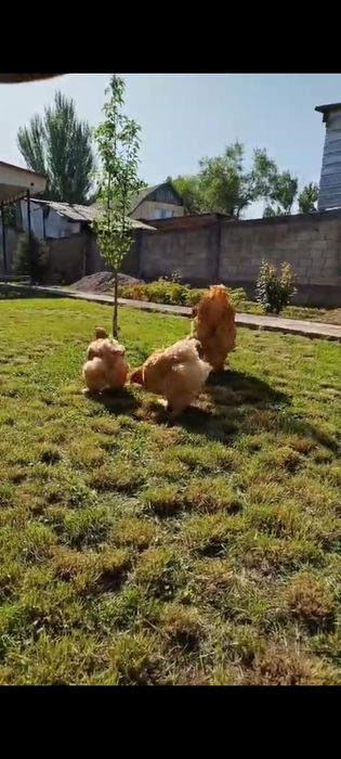 Продам семью палевого кохинхина 1+2