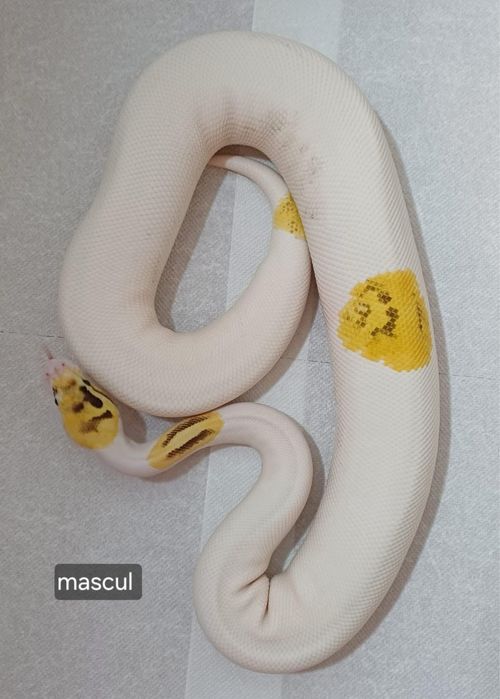Piton regal - Ball Python