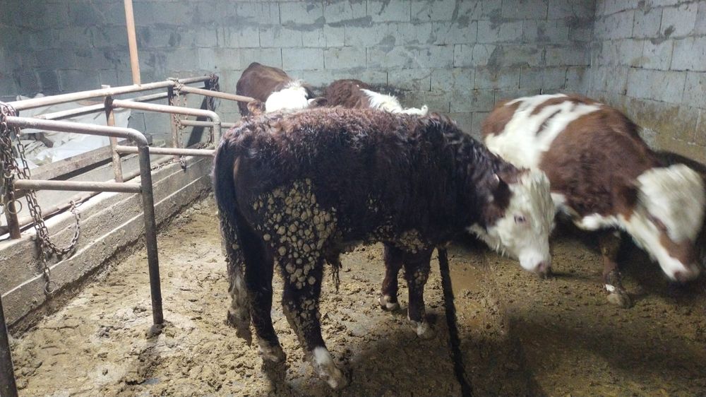 Быки  продам 4 чтук