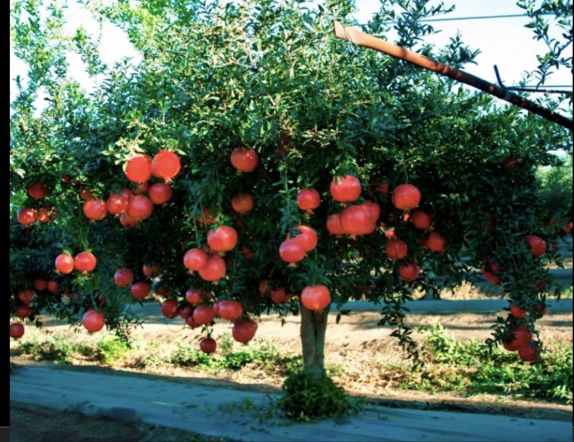 Rodiu guleisha rezistent