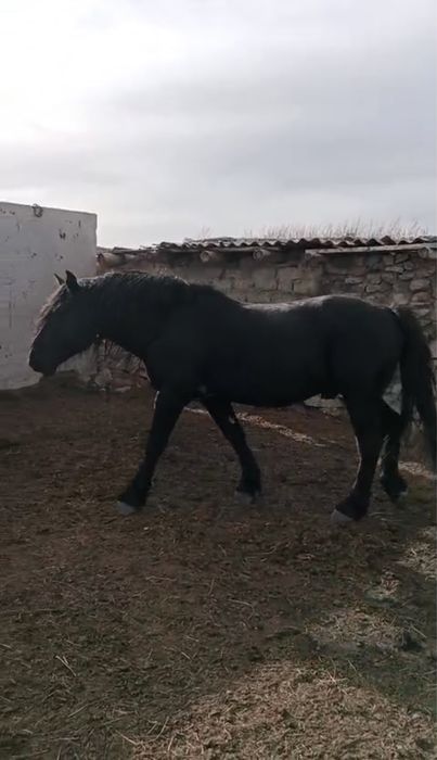 Продам Жеребца 9 лет