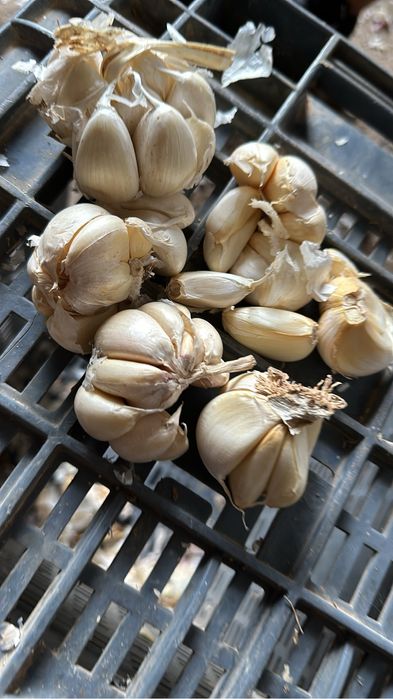 Usturoi pentru plantat