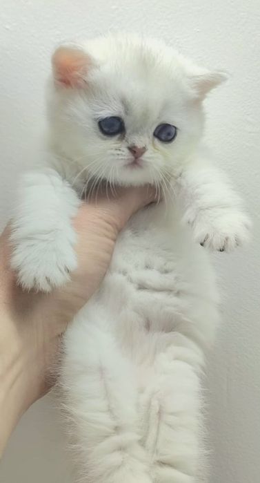 Котик и кошечка британские
