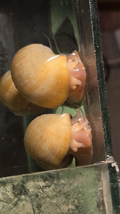 Улитки ампулярий