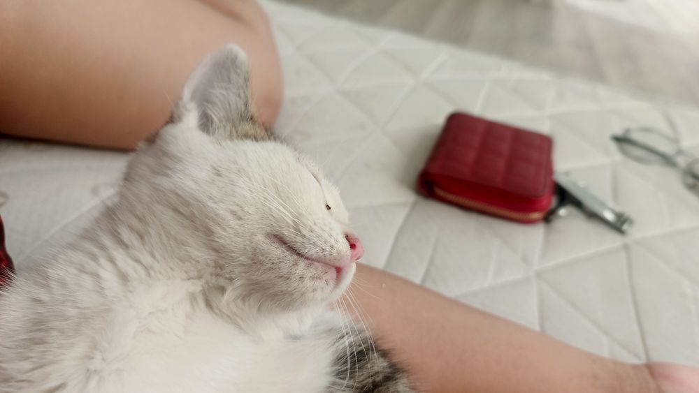 Отдам котенка в добрые руки