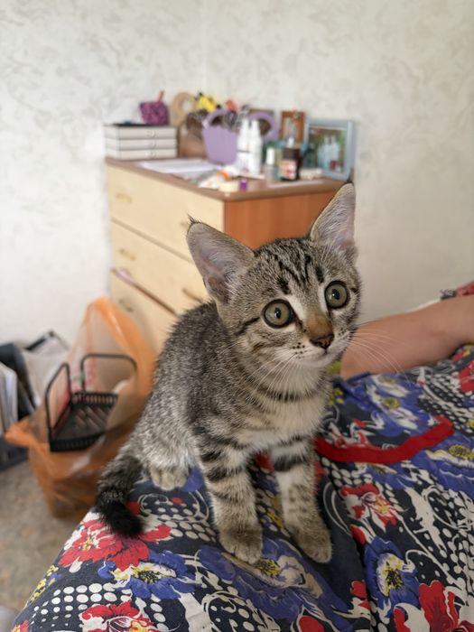 Отдам котёнка девочка