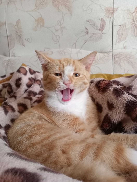 Отдам в хорошие руки