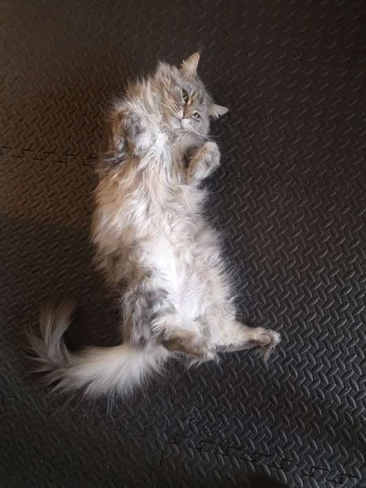 Коте порода Мейн Кун