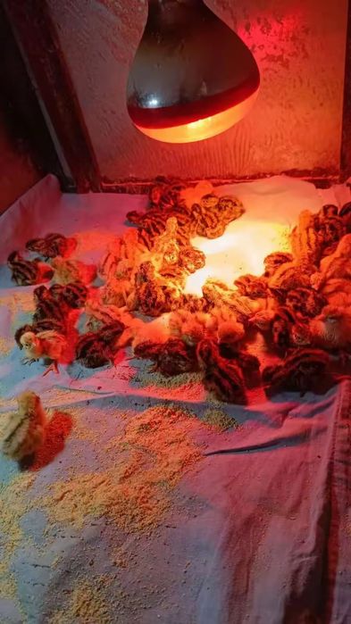 Prepelițe, oua și carne