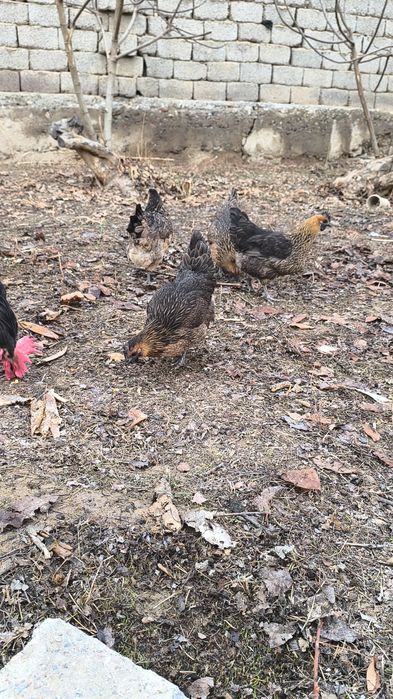 Rossiya liniya privoznoy bollari LAKADENZA 1+7  TOVUQLARİ