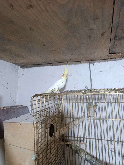 Птица карелла самкакуп вакт уча олади ва кулга ушаса тишламайди