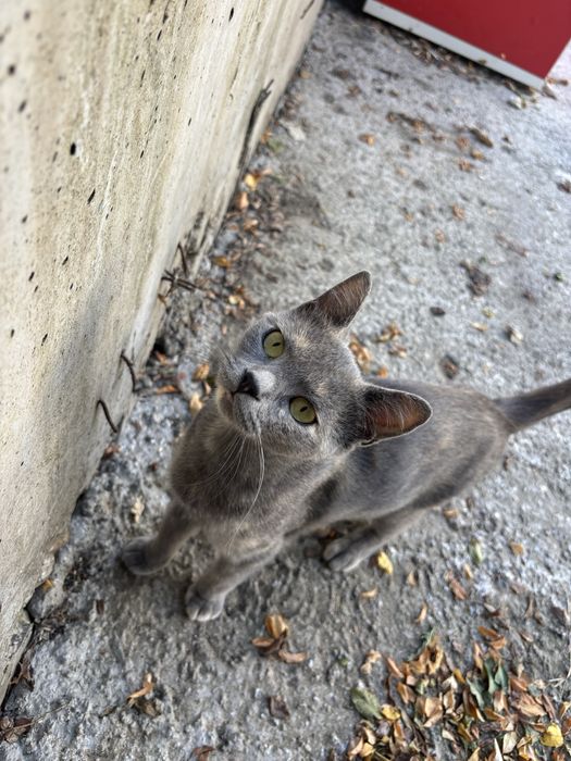 Adoptie motan Bucuresti-Ilfov
