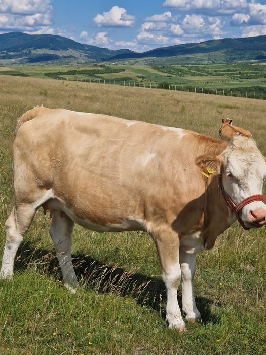 Juninca de vanzare