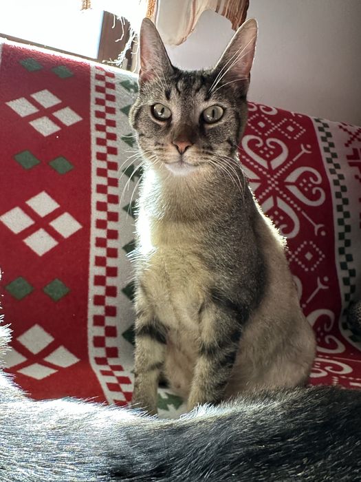 Donez 2 pisicute care au crescut impreuna si care sunt foarte energice