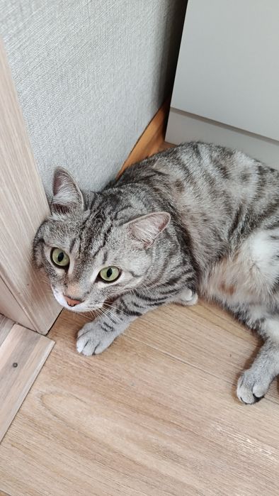 Продам кота,породистый!