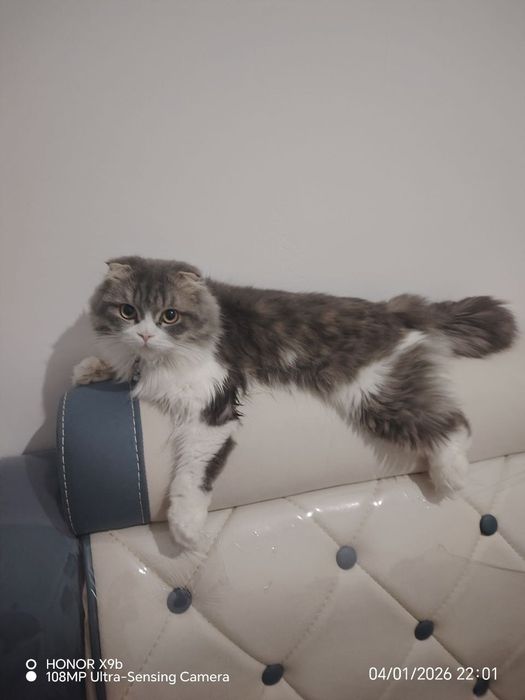 Aqli mushuk srochna sotiladi toza ozoda