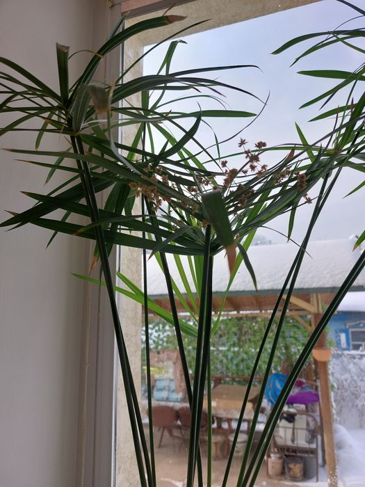 Циперус 1,5 метра