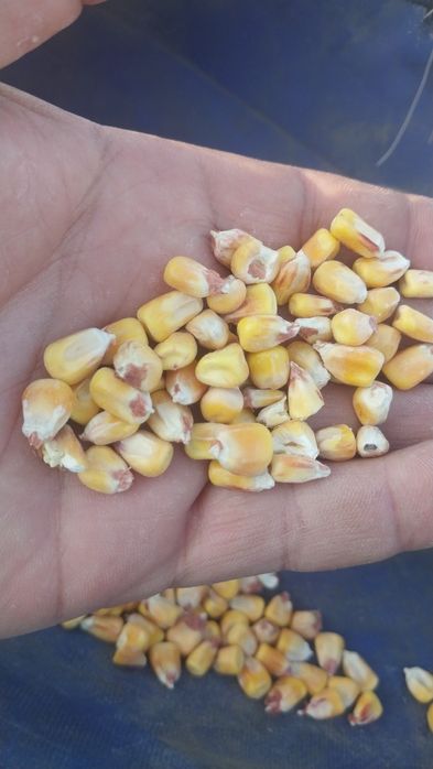 Корм для скота. Жем