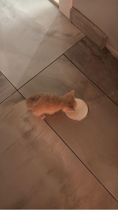 Ищем добрые руки для котёнка