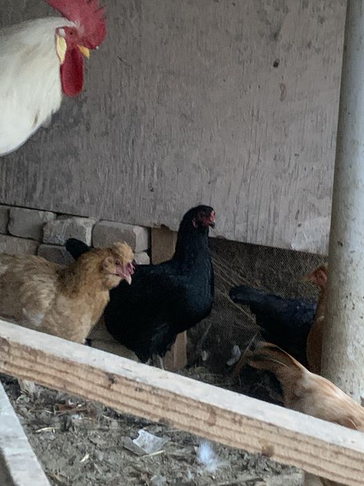 Uy tovuqlari sotuvda 5 ta tovuq 1 ta xòroz bor